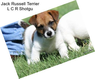 Jack Russell Terrier L C R Shotgu