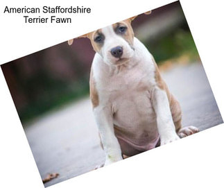 American Staffordshire Terrier Fawn