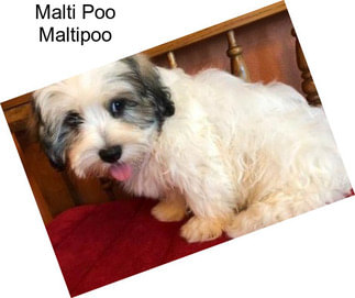 Malti Poo Maltipoo