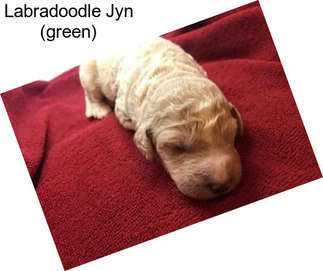 Labradoodle Jyn (green)