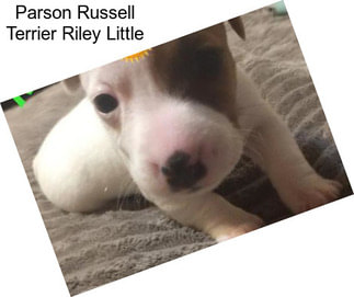 Parson Russell Terrier Riley Little