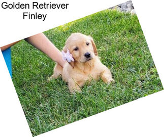 Golden Retriever Finley