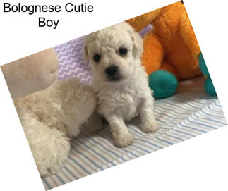 Bolognese Cutie Boy