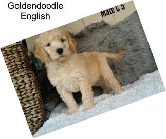 Goldendoodle English