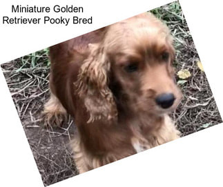 Miniature Golden Retriever Pooky Bred