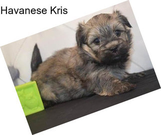 Havanese Kris