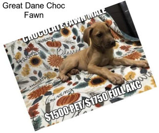Great Dane Choc Fawn