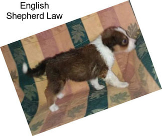 English Shepherd Law