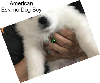 American Eskimo Dog Boy