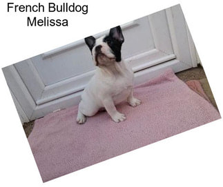 French Bulldog Melissa