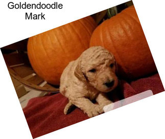 Goldendoodle Mark