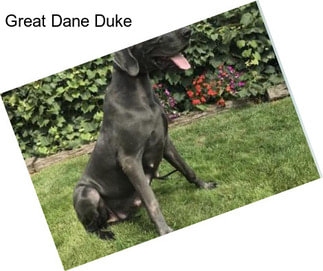 Great Dane Duke