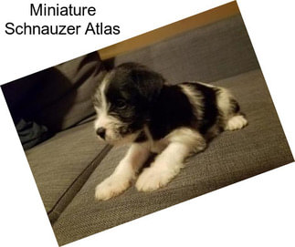 Miniature Schnauzer Atlas