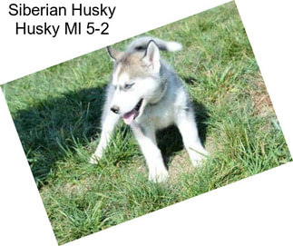 Siberian Husky Husky Ml 5-2