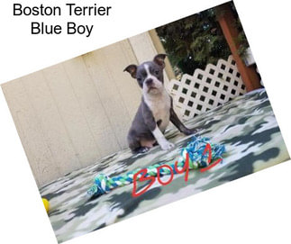 Boston Terrier Blue Boy