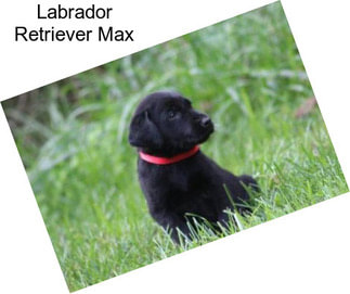 Labrador Retriever Max