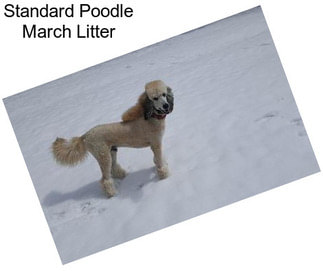 Standard Poodle March Litter