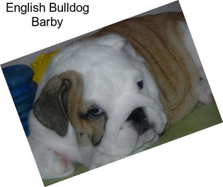 English Bulldog Barby