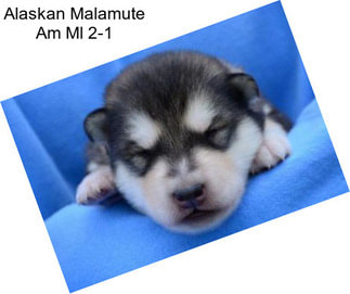 Alaskan Malamute Am Ml 2-1