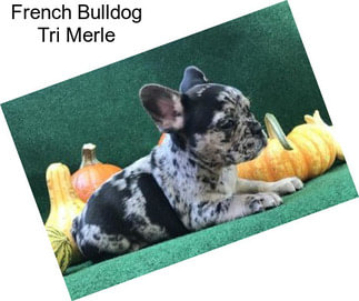 French Bulldog Tri Merle