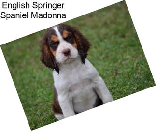 English Springer Spaniel Madonna