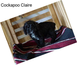 Cockapoo Claire