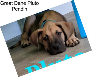 Great Dane Pluto Pendin