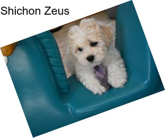 Shichon Zeus