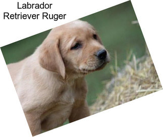 Labrador Retriever Ruger