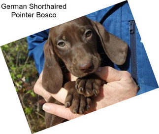 German Shorthaired Pointer Bosco