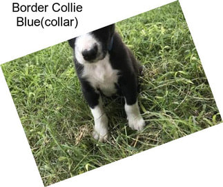 Border Collie Blue(collar)