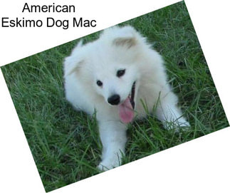 American Eskimo Dog Mac