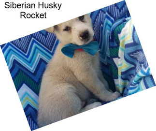 Siberian Husky Rocket