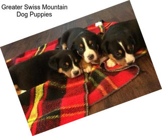 Greater Swiss Mountain Dog Puppies