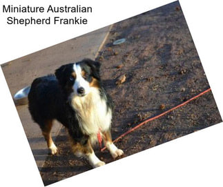 Miniature Australian Shepherd Frankie