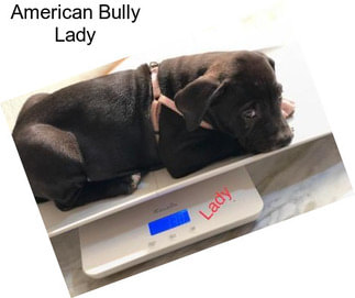 American Bully Lady