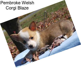 Pembroke Welsh Corgi Blaze