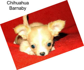 Chihuahua Barnaby