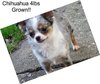 Chihuahua 4lbs Grown!!