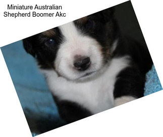 Miniature Australian Shepherd Boomer Akc