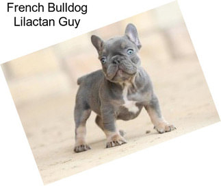 French Bulldog Lilactan Guy