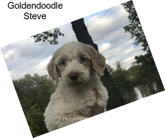 Goldendoodle Steve