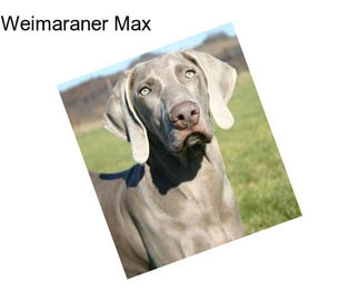 Weimaraner Max