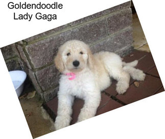 Goldendoodle Lady Gaga