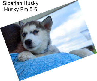 Siberian Husky Husky Fm 5-6