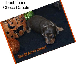 Dachshund Choco Dapple