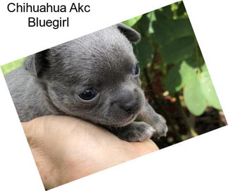 Chihuahua Akc Bluegirl