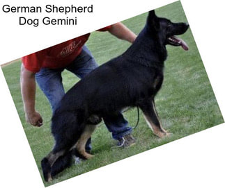 German Shepherd Dog Gemini