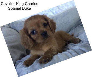 Cavalier King Charles Spaniel Duke