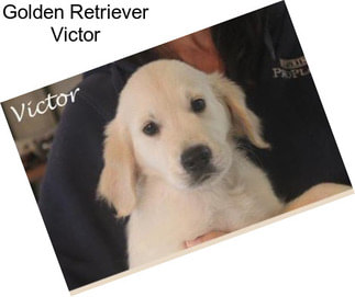 Golden Retriever Victor